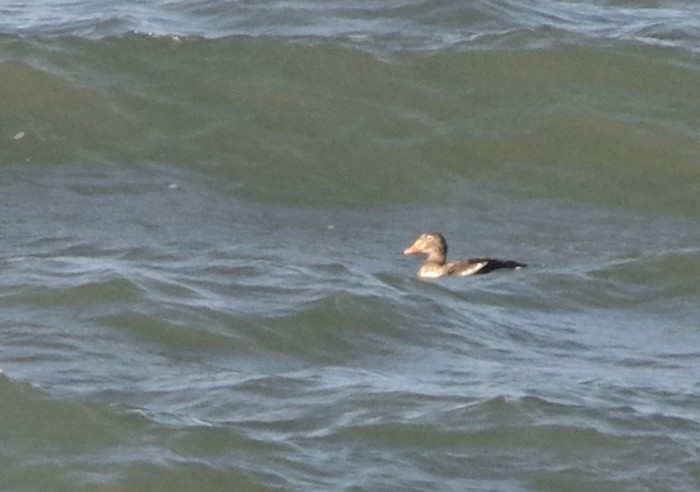 King Eider