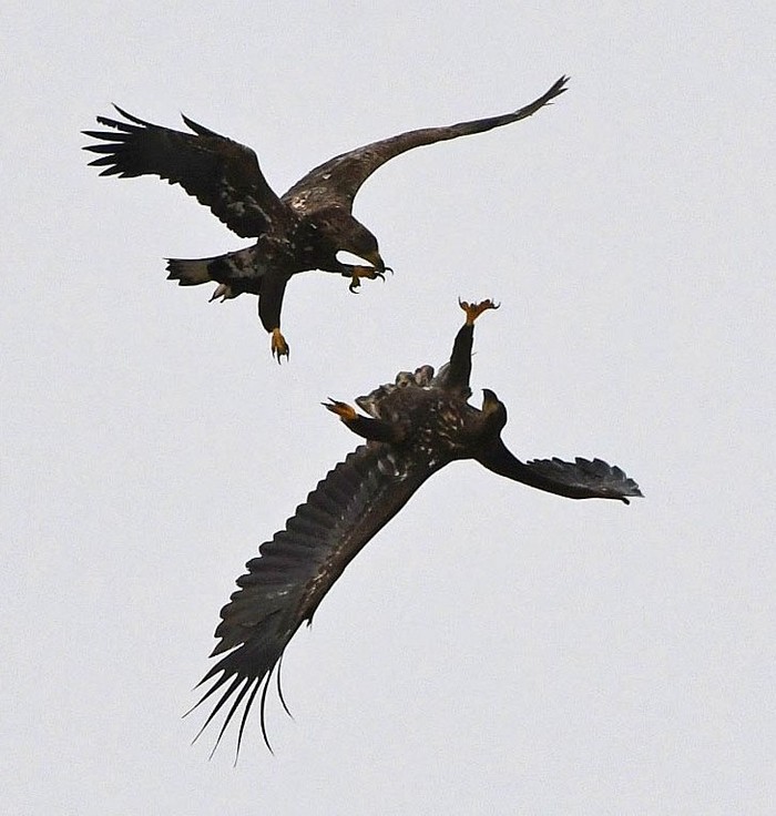White-tailed Eagle