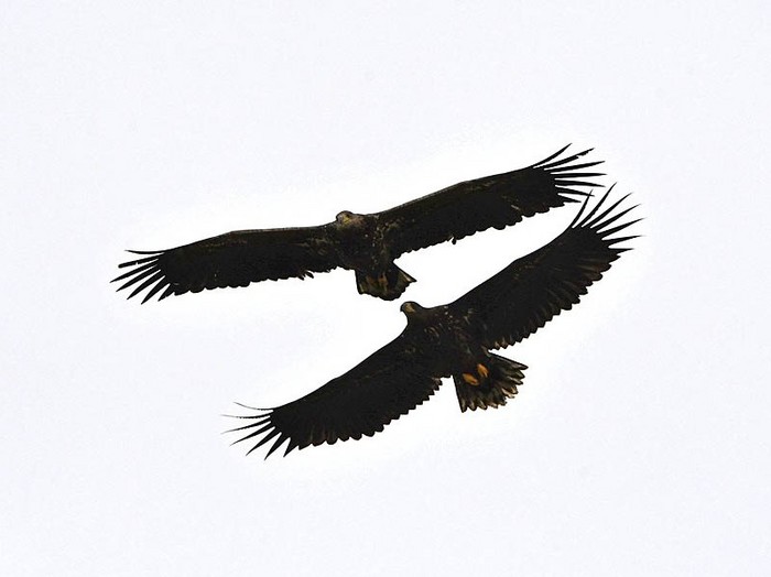 White-tailed Eagle
