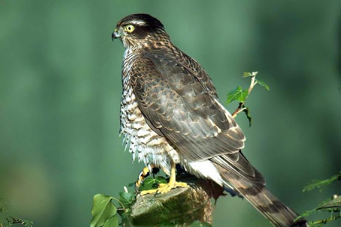 Sparrowhawk