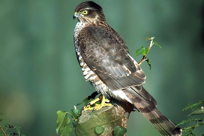 Sparrowhawk