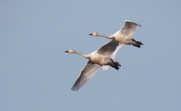 Bewick's Swan