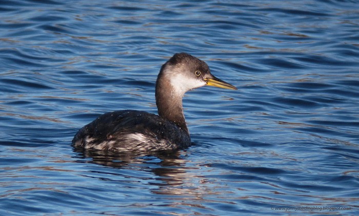 Red-necked Grebe