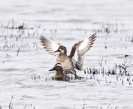 Garganey