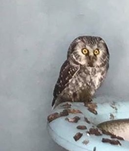 Tengmalm's Owl