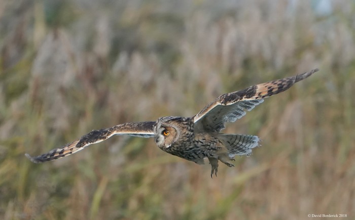 Long-eared Owl