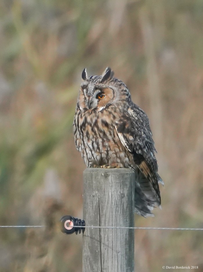 Long-eared Owl