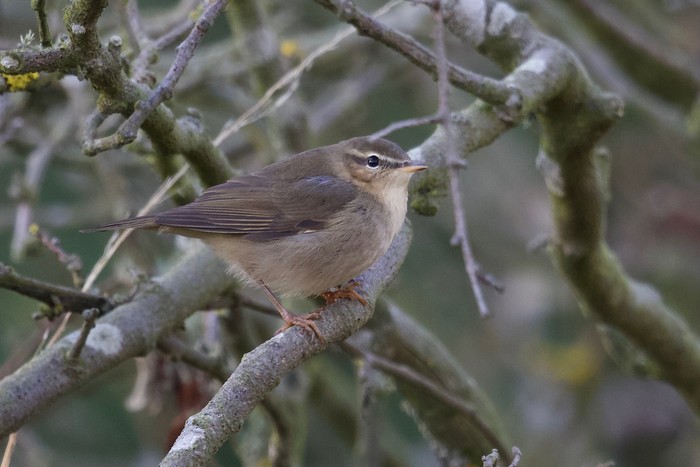 Dusky Warbler