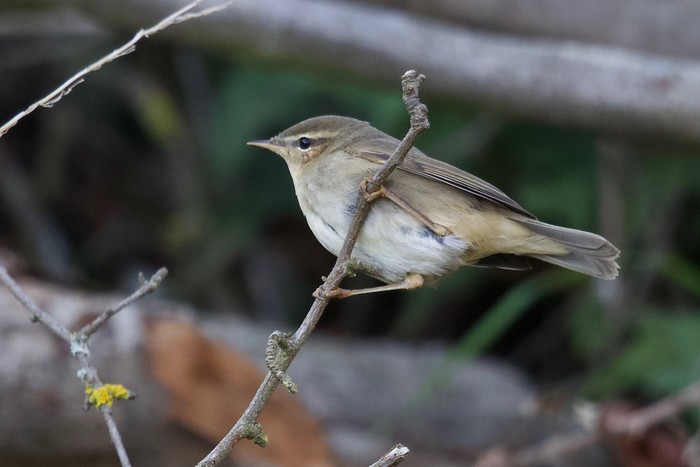 Dusky Warbler