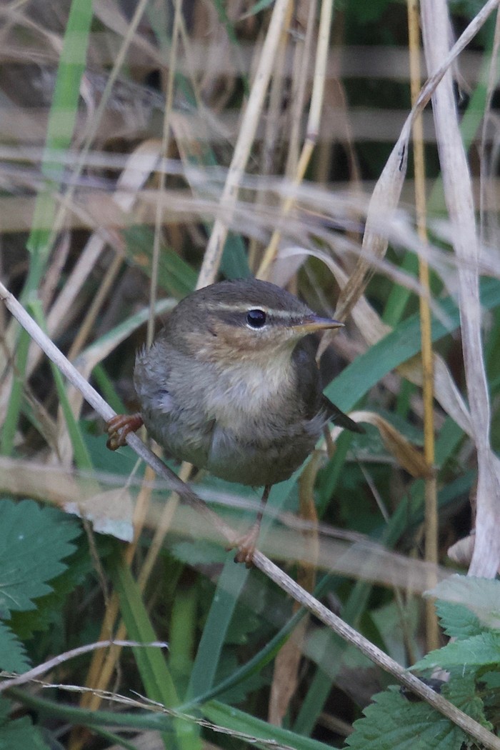 Dusky Warbler