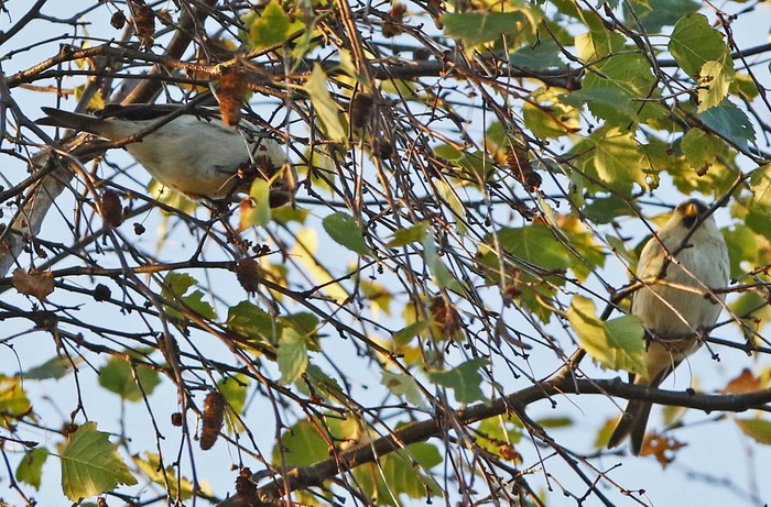 Coues's Arctic Redpoll