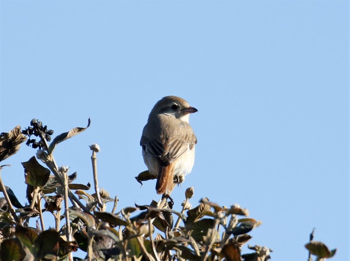 Isabelline Shrike