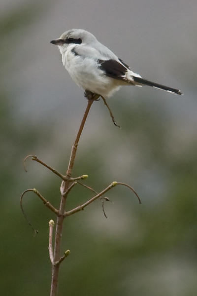 Great Grey Shrike
