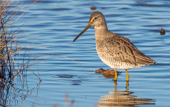 Long-billed Dowitcher