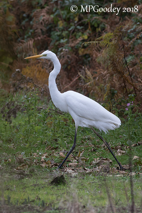 Great White Egret