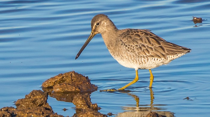 Long-billed Dowitcher