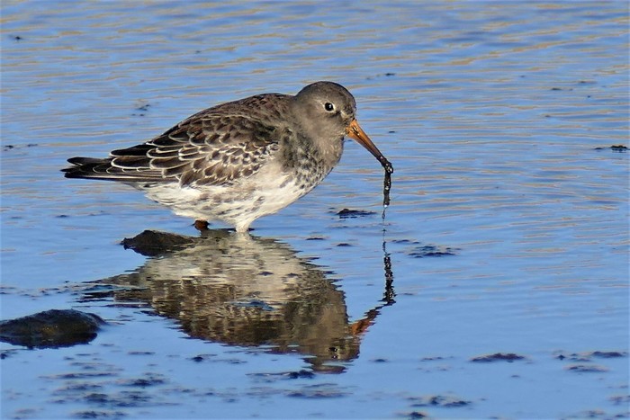 Purple Sandpiper