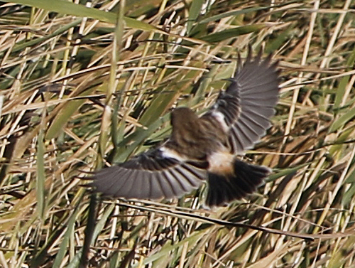 Stejneger's Stonechat