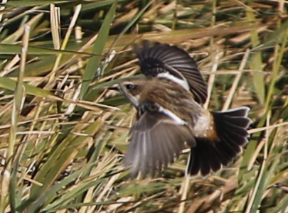 Stejneger's Stonechat