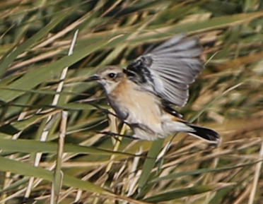 Stejneger's Stonechat