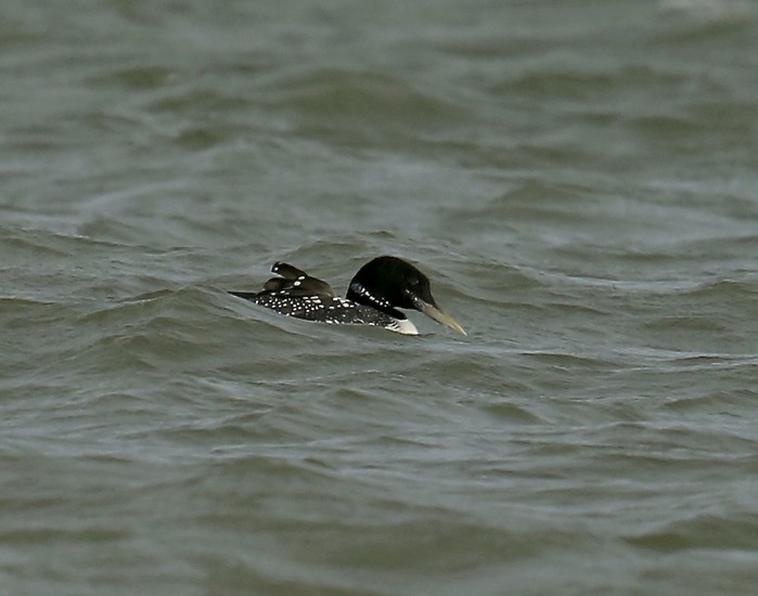 White-billed Diver