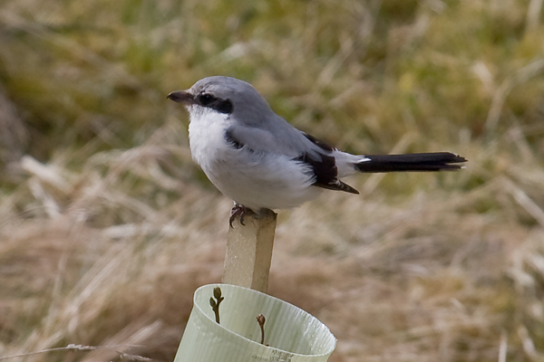 Great Grey Shrike