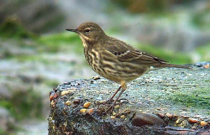 Rock Pipit