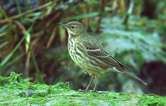 Rock Pipit