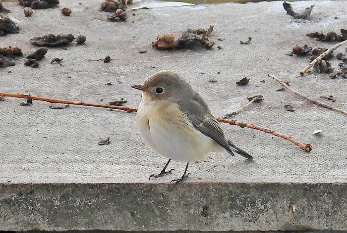 Red-breasted Flycatcher