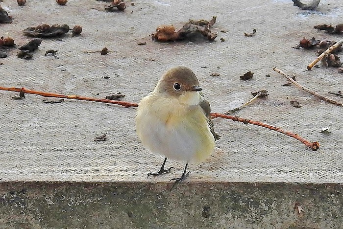 Red-breasted Flycatcher