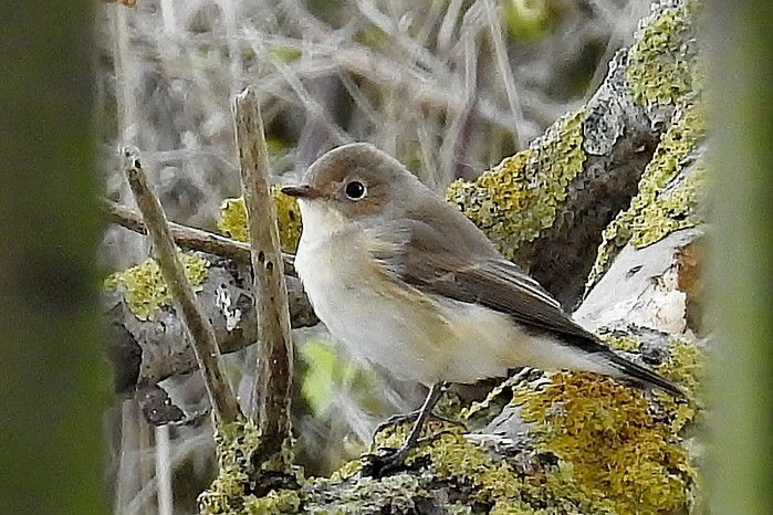 Red-breasted Flycatcher