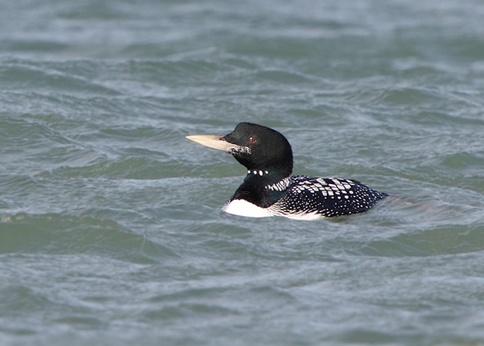White-billed Diver