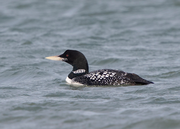 White-billed Diver