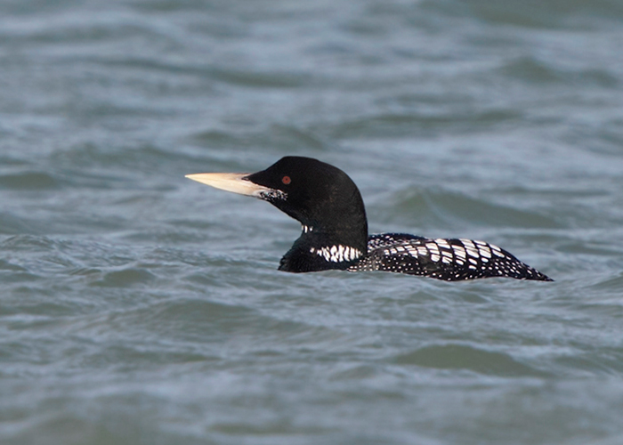 White-billed Diver