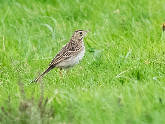 Richard's Pipit