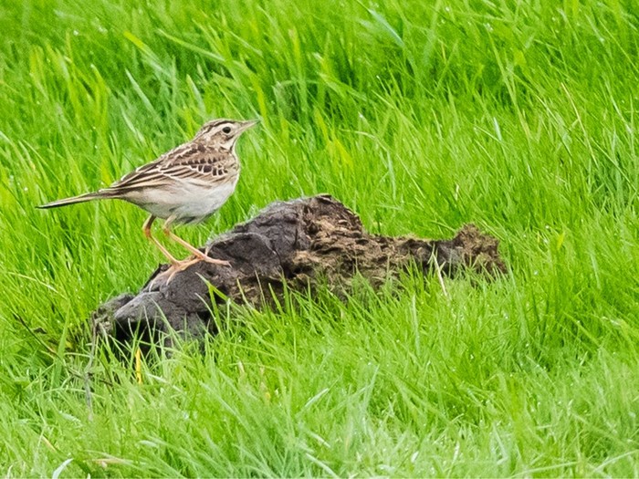 Richard's Pipit