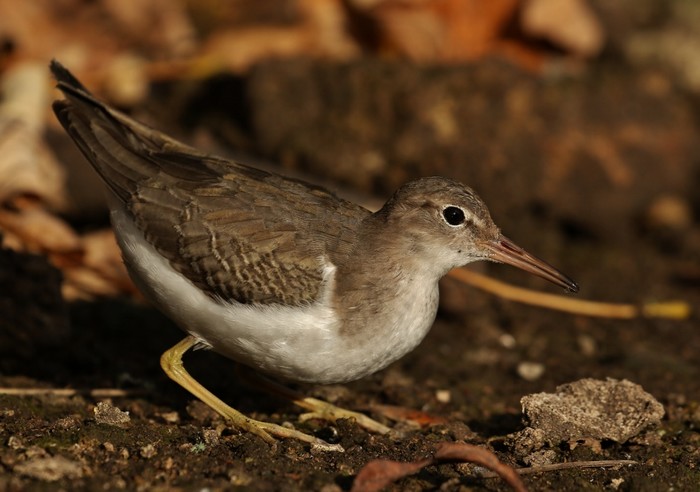 Spotted Sandpiper