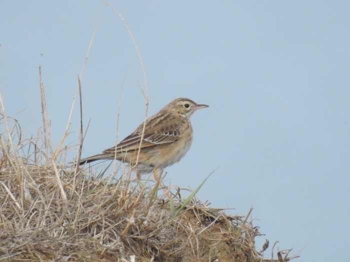 Richard's Pipit