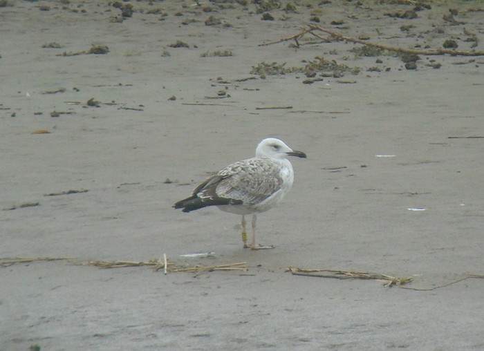 Caspian Gull