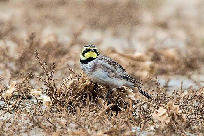 Shorelark