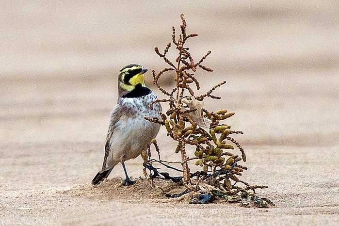 Shorelark