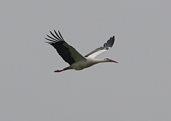 White Stork