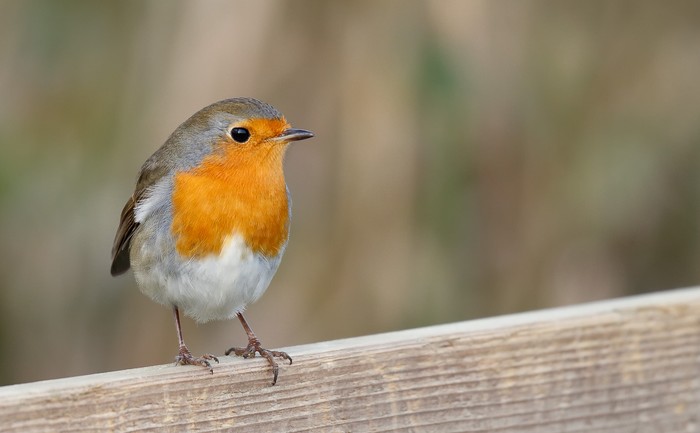 Robin