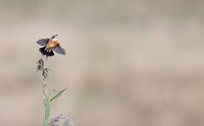 Stejneger's Stonechat