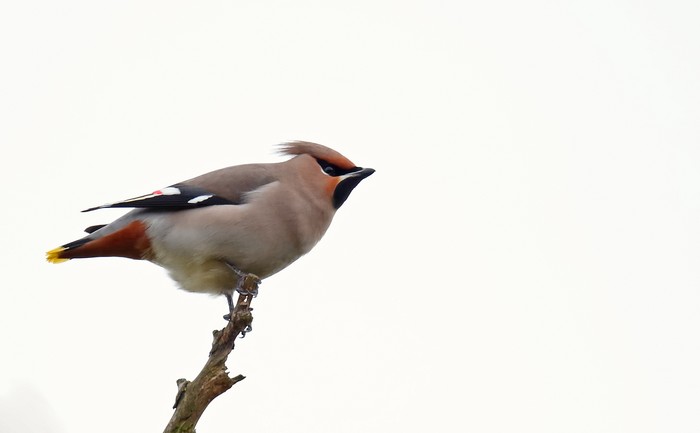 Waxwing