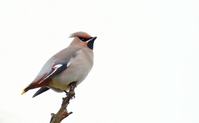 Waxwing