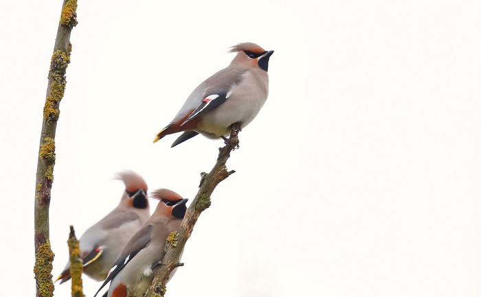 Waxwing