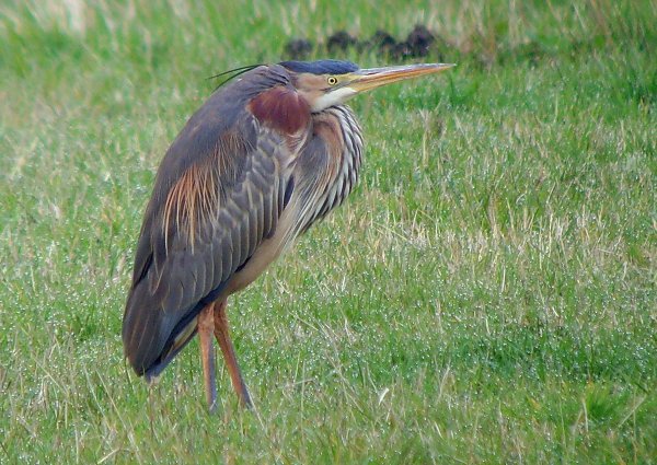 Purple Heron