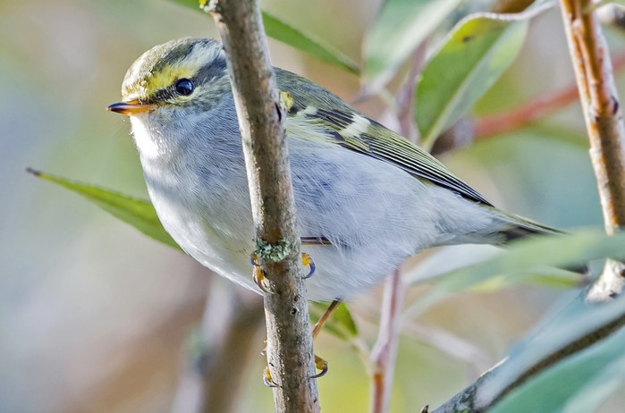 Pallas's Warbler