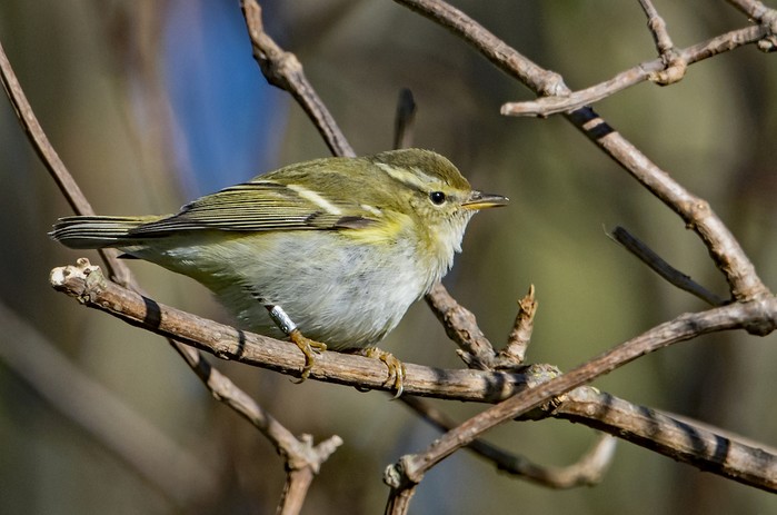 Yellow-browed Warbler